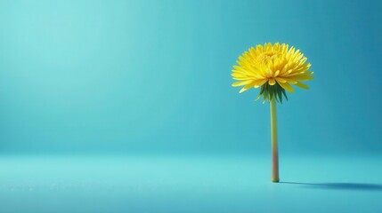 A single vibrant yellow dandelion blossom stands tall against a serene aqua backdrop, showcasing its delicate petals and slender stem in a minimalist botanical composition.
