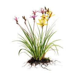 Delicate flowering plant with yellow and pink blossoms, slender leaves, and visible roots against a white background