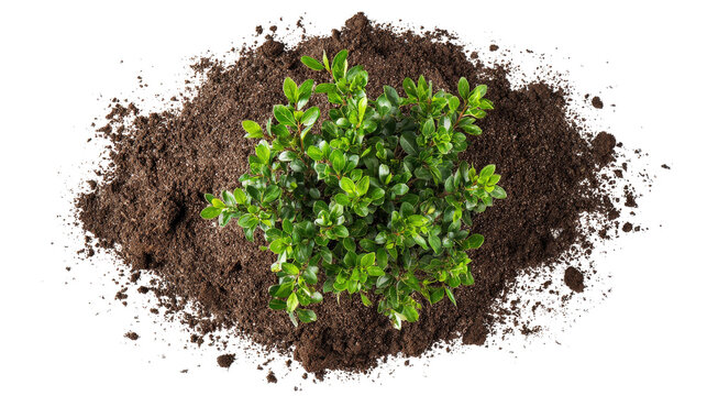 top view of young shrubs in garden soil isolated on a Transparent background, PNG file.