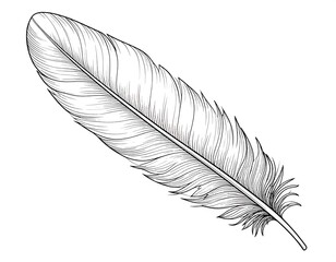Detailed line drawing of a single feather, angled to the right