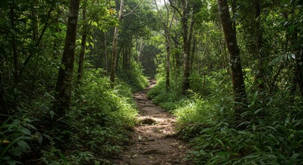 Fototapeta premium Pathway through lush forest canopy with sunlight and natural environment scenery