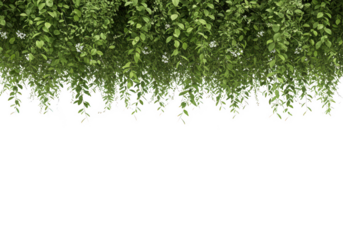 Abstract green leaf pattern with dark bottom texture background isolated on transparent background