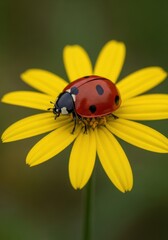 Fototapeta premium Ladybug resting on a bright yellow flower petal in a garden setting