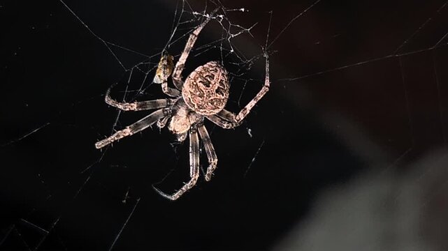 Spider With its prey on a Web in Close Up. Spiders use a diverse range of hunting tactics, from intricate webs to active pursuit, to capture prey. Spiders are predators that use venom to subdue prey.