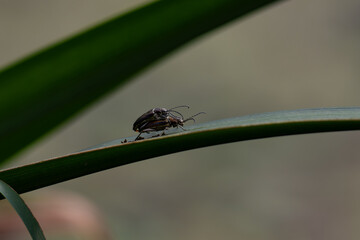 leaf beetles 
