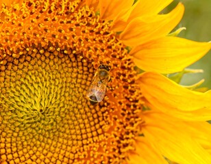 Close-up of a bee on a sunflower