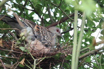 Oriental turtle dove or rufous turtle dove (Streptopelia orientalis orientalis) is a member of the bird family Columbidae. This photo (nesting) was taken in Japan.