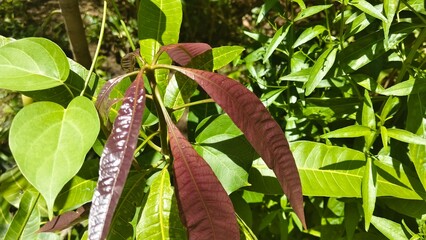mango tree leafs