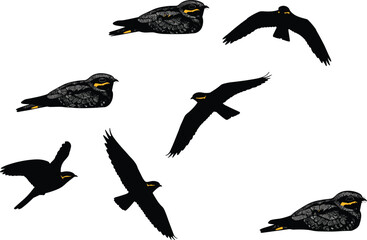 illustration, flying bird, perched bird, dark feather bird, yellow eye bird, exotic bird, wildlife drawing, avian anatomy, flight study, natur