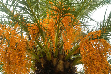 Clusters of dates hanging from palm tree, showcasing growth and abundance of fruit in urban setting. Palm green leaves on top on gray sky background in rainy day. Plants in urban infrastructure.