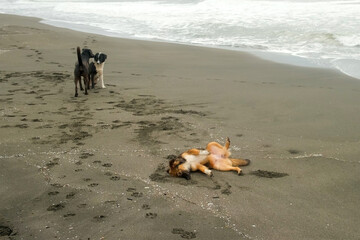 Energetic brown dog rolling playing on sandy sea beach while black and white companion watching during cloudy summer day. Wildlife of homeless dogs on street of tropical city. Animals on coast.