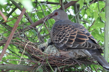 Oriental turtle dove or rufous turtle dove (Streptopelia orientalis orientalis) is a member of the bird family Columbidae. This photo (nesting) was taken in Japan.