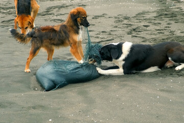 Homeless dogs playing on sandy sea beach with trash bag during summer day. Wildlife of stray dogs outdoors on street of tropical city. Animals living on coast. Curious dogs finding searching food.