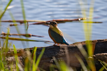 kingfisher on a branch
