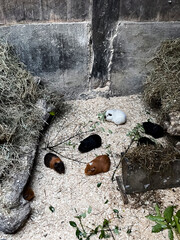 Group of Guinea Pigs Resting in Wooden Enclosure with Hay