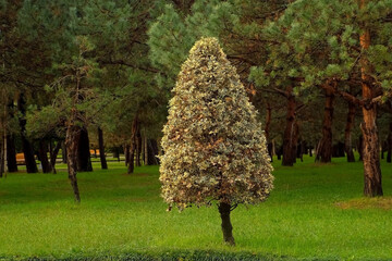 Ornamental cut tree stands in lush green landscaped park. Triangle shape tree stands prominently in a well-maintained park, surrounded by variety coniferous trees and lush green grass.