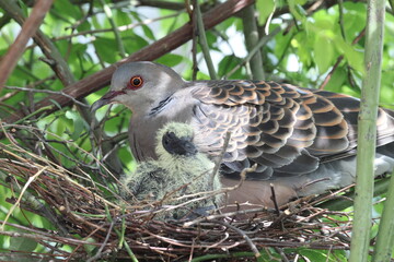 Oriental turtle dove or rufous turtle dove (Streptopelia orientalis orientalis) is a member of the bird family Columbidae. This photo (nesting) was taken in Japan.