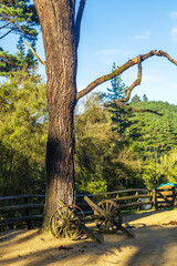 Two rustic wooden wagon wheels rest against a tall tree in a sunlit countryside setting with forest in the background