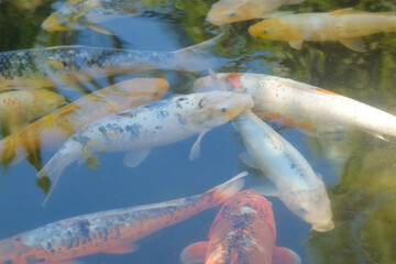 Close-up many koi fish of various colors swim gracefully in pond, their vibrant hues contrasting with transparent water creating mesmerizing of natural beauty. Animals fish wildlife in captivity.
