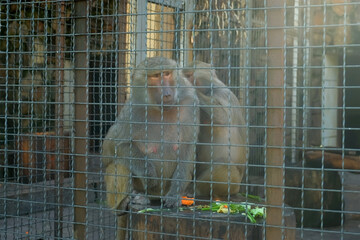 Hamadryas baboons sharing meal inside zoo enclosure, sitting closely together while consuming fresh carrots and leafy greens on wooden platform. Life of primates in captivity.