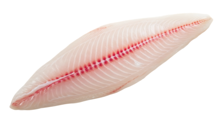 Raw fish fillet isolated on transparent background