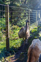 An emu walking beside a wire fence in a sunlit rural enclosure with natural greenery.