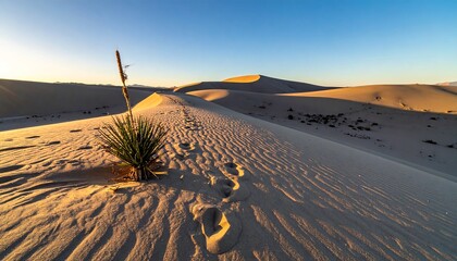 Desert Landscape with Footprints Plant and Sand Dunes.