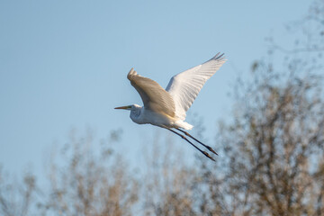The great egret (Ardea alba) in flight