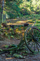 Three black sheep graze on a rocky hillside covered with moss, with an old mossy wooden wagon wheel in the foreground under the shade of tall trees