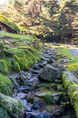 A small stream flowing over moss-covered rocks in a forest setting with trees and sunlight in the background