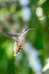 The long-tailed hermit (Phaethornis superciliosus) is a large hummingbird that is a resident breeder in Venezuela,