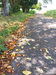 桜の枯れ葉散る猛暑日の誰もいない放水路土手の遊歩道風景