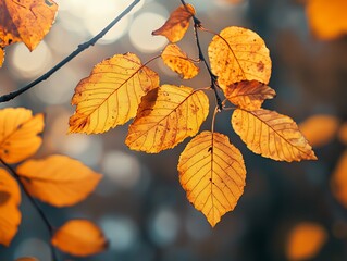 Obraz premium Autumn leaves bathed in sunlight