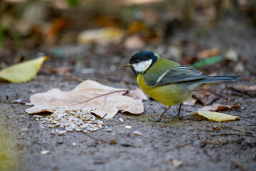 great tit parus major