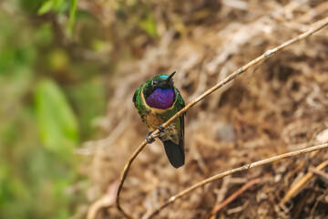 Amethyst-throated Sunangel (Heliangelus amethysticollis). Peru.