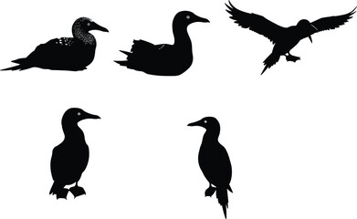 PrintCormorant bird silhouettes, flying cormorant with twig, perched cormorant, standing seabird, black bird shapes, aquatic bird silhouettes, wildlife illustration, ornithology design