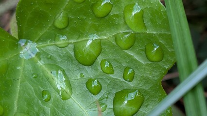 Nature close-up with fresh rain on foliage