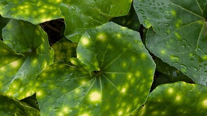 Nature close-up with fresh rain on foliage