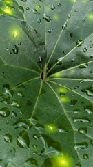 Nature close-up with fresh rain on foliage