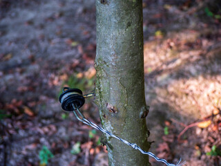 Tree trunk with electric fence insulator and wire, detail of pasture fencing system used in agriculture and livestock farming.