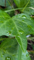 Nature close-up with fresh rain on foliage