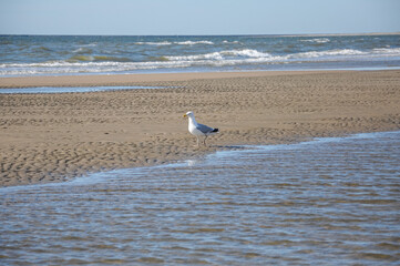 seagull on the beach