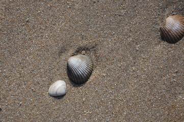 Shells on beach sand close up