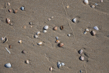 Number of shells on beach sand