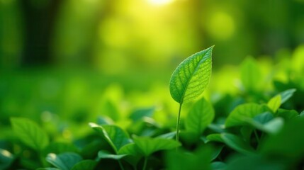 A Single Verdant Leaf Illuminated by the Warm Glow of the Setting Sun, Rising Above a Lush Carpet of Foliage