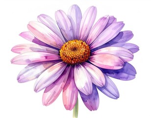 Fototapeta premium Watercolor illustration of a single, vibrant purple and pink daisy