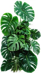 Lush, vibrant green tropical foliage cluster