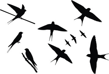 PrintSilhouette swallows flying and perched on branches, black bird shapes in flight, forked tails, migratory birds, nature wildlife illustration design