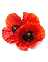 Close-up of three vibrant red poppies against white (1)