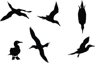 PrintSilhouette, birds, flying, standing, seabirds, cormorants, wildlife, nature, black, white, wings, posture, flock, isolated, background, animal, flight, perched, avian, illustration